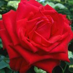 Роза чайно-гибридная Лавли Ред