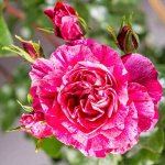 Роза плетистая Инес Састр