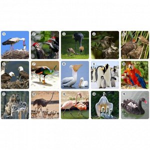 Настольная игра «Ми-Ми-Мемо. Птицы», 30 карточек