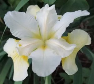 Мун Силк С удивительно нежной окраской цветков. Двухцветный сорт: внтуренние доли и ветви столбика - кремово-белые, наружные доли - бледно-желтые с оранжево-желтым штрихом и расходящимися от него мелк