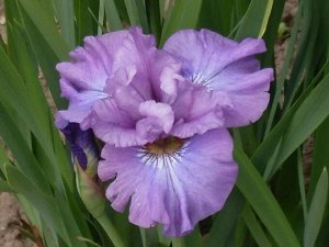 Роузи Бауз Ирис сибирский – высота растения 80-100см, листья линейные, заостренные, образующие густой темно-зеленый куст. Цветки фиолетово-синие или светло-фиолетовые. Морозостоек. Цветение июнь