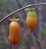 Актинидия полигама Злата