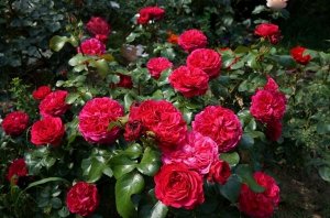 Роза Red Leonardo Da Vinci