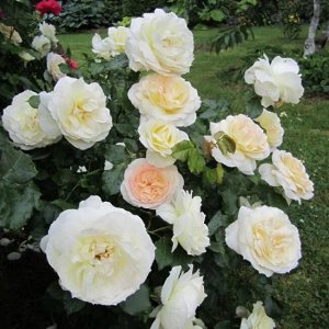 Роза Tchaikovski