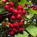 Боярышник садовый Райское яблочко крупноплодный на штамбе 3 года