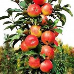 Осенняя распродажа районированных растений до 31октября