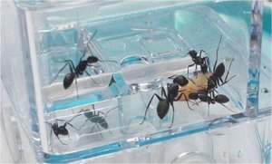 Гелевая муравьиная ферма модель ANT-MYD001