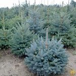 Распродажа! Ель колючая Кейбаб с3