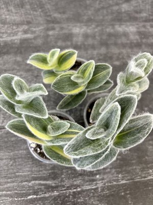 Традесканция sillamontana Variegata