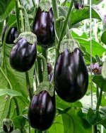 Семена Баклажан «Черный красавец», раннеспелый, 0,15 г