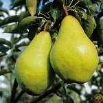Груша Вильямс летний 2 года с4