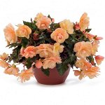 Бегония Fragrant Falls Peach