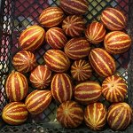 Семена дыня Ананасная 3шт