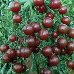 Семена томат Вишенка черная 5шт
