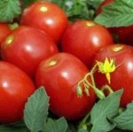 Семена томат Новичок 10шт
