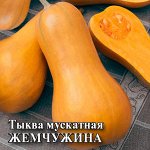 Семена тыква Жемчужина 5шт