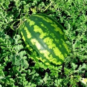 Семена арбуз Продюсер 1г