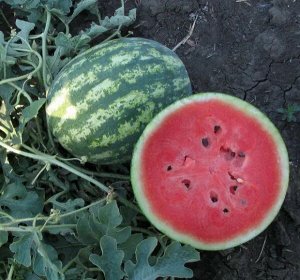 Семена арбуз Ница 5шт