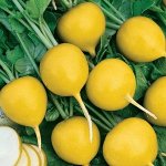 Семена редис Злата 50шт