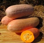 Семена тыква Розовый Банан 5шт
