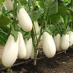 Семена баклажан Снежный 5шт