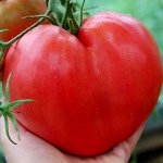 Семена томат  Бычье сердце 8шт