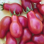 Семена томат  Груша розовая 5шт