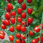Семена томат Адванс  10шт