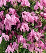 Клематис (Clematis Aljonushka) класс А ОКС