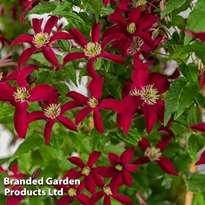 Клематис (Clematis Glorious Red) класс А ОКС
