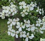 Клематис (Clematis Maria Cornelia) класс А ОКС