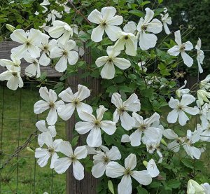 Клематис (Clematis Maria Cornelia) класс А ОКС
