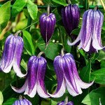 Клематис (Clematis Roguchi) класс А ОКС