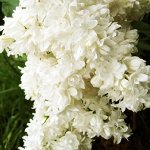 Сувенир Алисы Хардинг