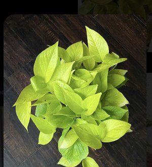 Эпипремнум Golden Potos ( укорененный черенок)