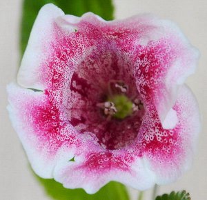 Глоксиния Крупные белые цветы в малиново - красный крап и напыление. Лист зелёный со светлыми прожилками