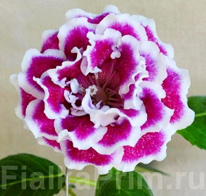 Глоксиния Огромные цветы, компактный куст. Селекция Н. Павлюк.