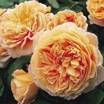 Роза Crown Princess Margareta