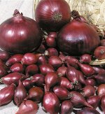 Лук севок Ред барон  (Россия)