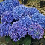 Гортензия крупнолистовая Фрипон (цветки сиреневые, компактный)