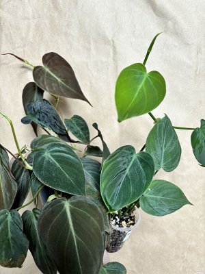 Филодендрон Micans Green (бархатный зеленый)