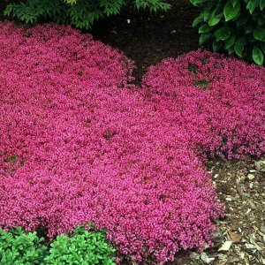 Семена мыльнянка базиликолистная  Rose Carpet 0,05г