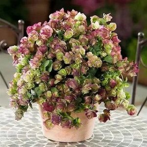 Семена орегано гибридный Oregano Kirigami