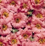 Семена портулак Сандайл peach 10шт