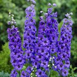Семена дельфиниум высокий  Magic Fountains Sky Blue White Bee, 10 шт