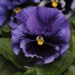 Семена виола Фризл Сизл Блю 5шт