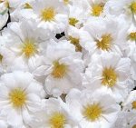 Семена портулак Сандайл white 10шт