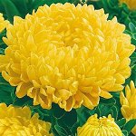 Семена астра пионовидная Дюшес желтая 20шт