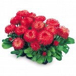 Семена маргаритка Тассо red 5шт