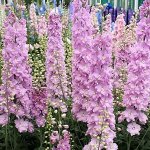 Семена дельфиниум высокий Magic Fountains Cherry Blossom White Bee